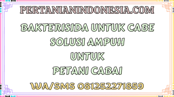 Bakterisida Untuk Cabe Solusi Ampuh Untuk Petani Cabai